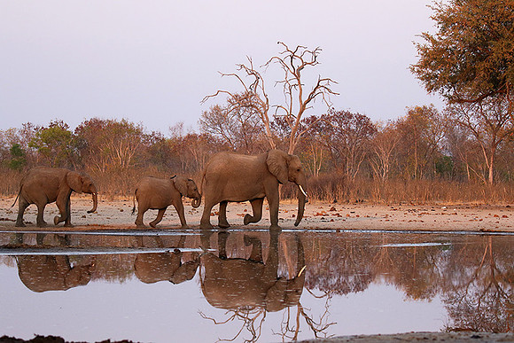 Hwange NP