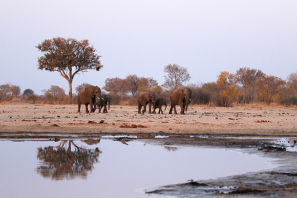 Hwange NP