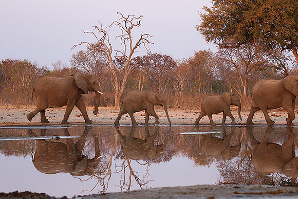 Hwange NP