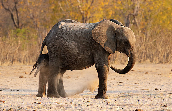 Hwange NP