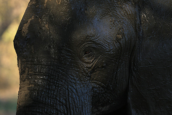 Mana Pools NP