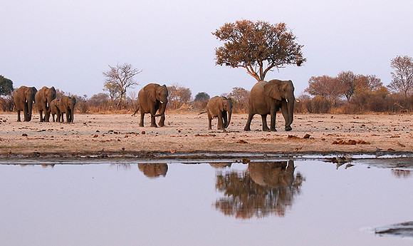 Hwange NP