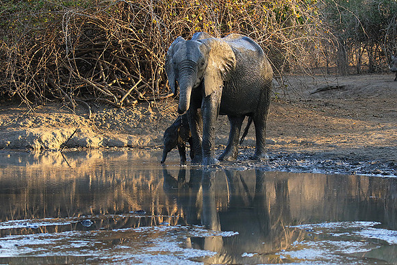 Mana Pools NP
