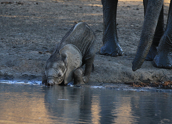 Mana Pools NP
