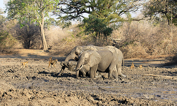 Mana Pools NP