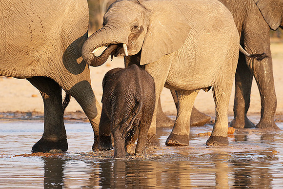 Hwange NP