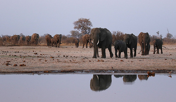 Hwange NP