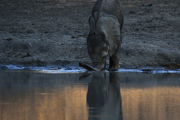 Mana Pools NP