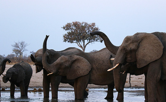 Hwange NP