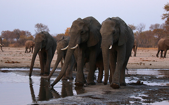 Hwange NP
