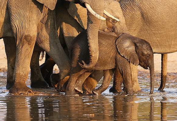 Hwange NP
