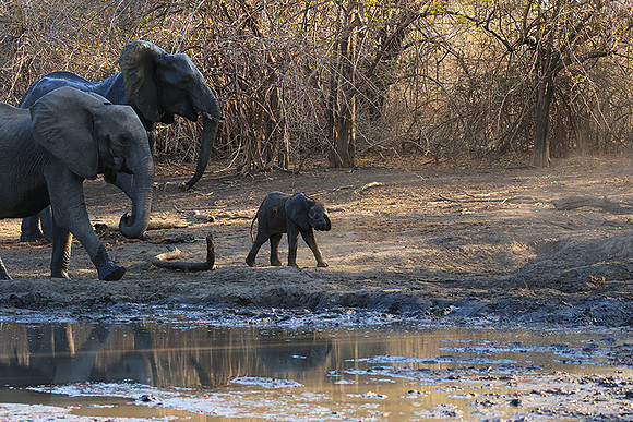 Mana Pools NP