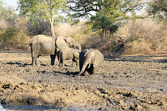 Mana Pools NP