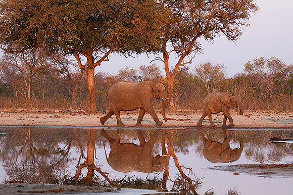 Hwange NP