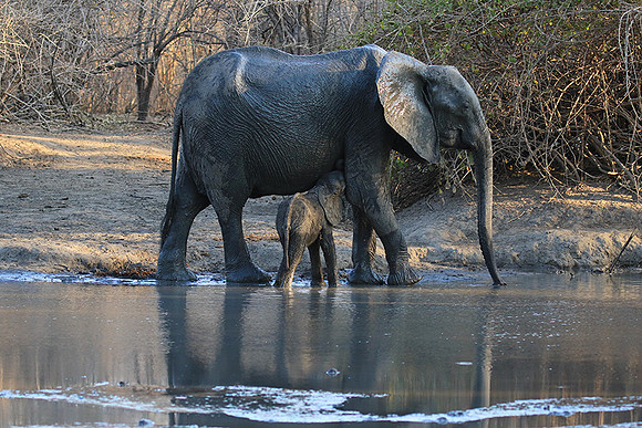 Mana Pools NP