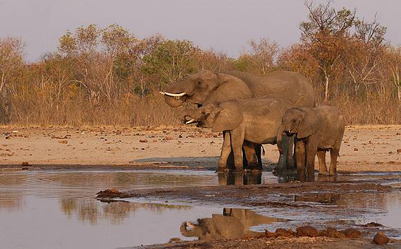 Hwange NP