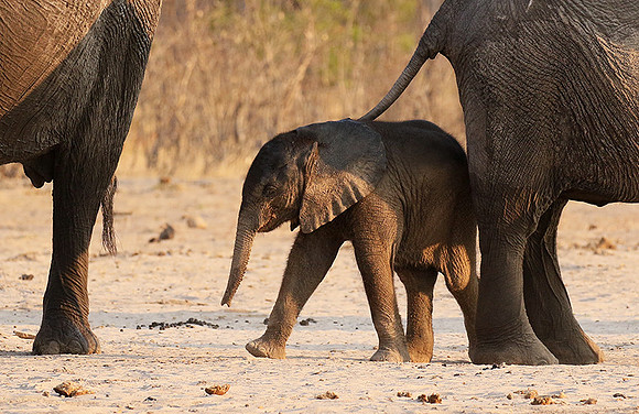 Hwange NP