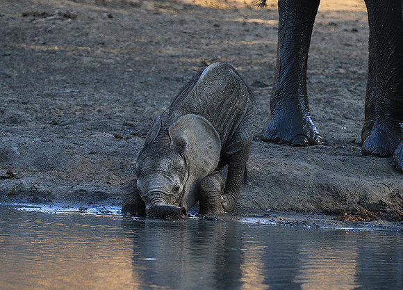 Mana Pools NP