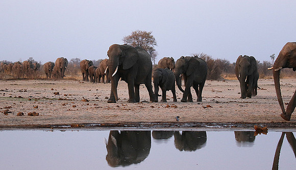 Hwange NP
