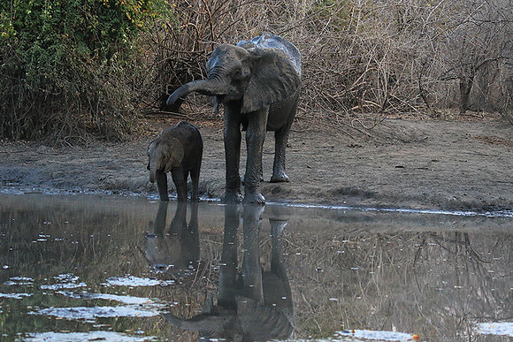 Mana Pools NP