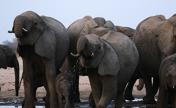 Hwange NP