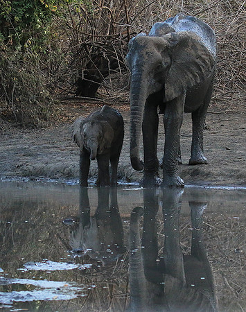 Mana Pools NP