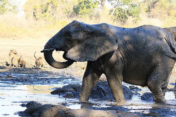 Mana Pools NP