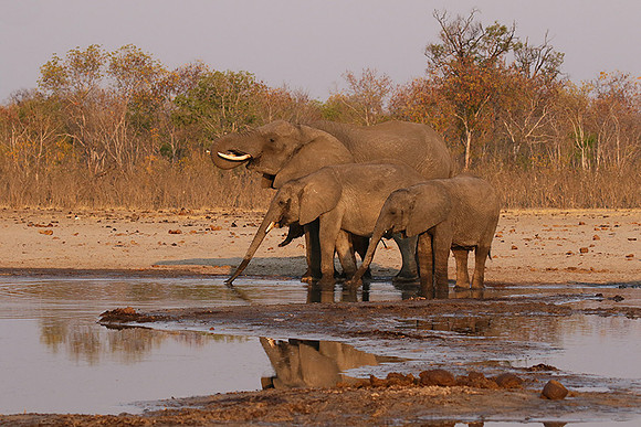 Hwange NP