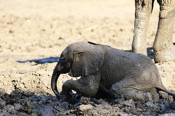 Mana Pools NP