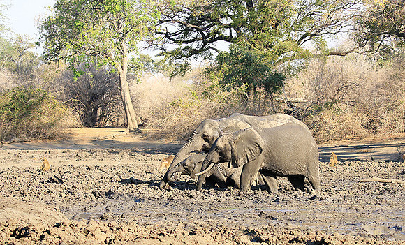 Mana Pools NP