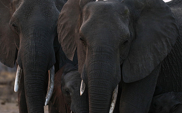 Hwange NP