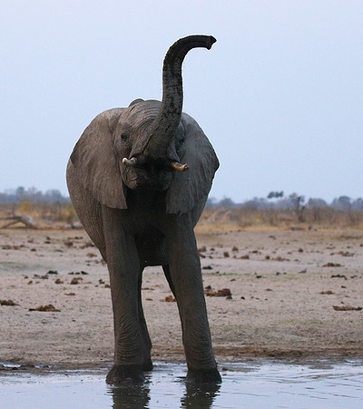 Hwange NP