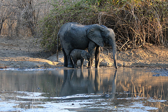 Mana Pools NP