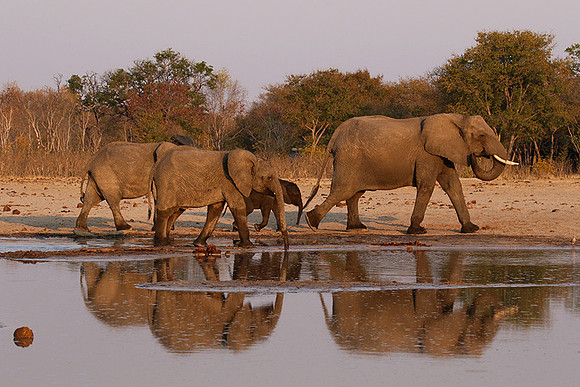 Hwange NP