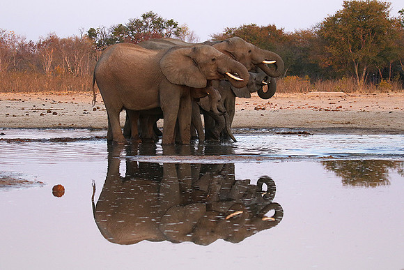 Hwange NP