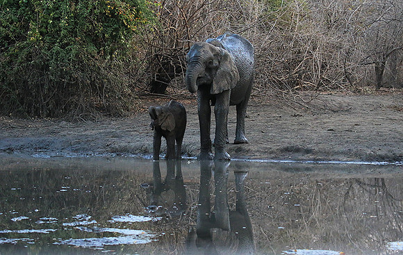 Mana Pools NP