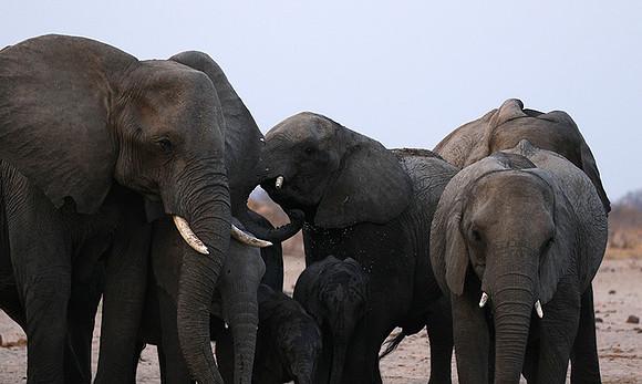 Hwange NP
