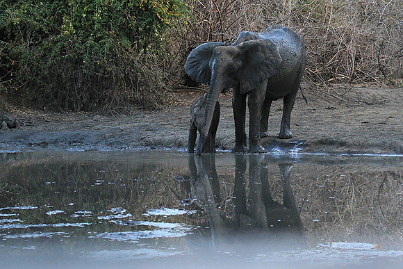 Mana Pools NP