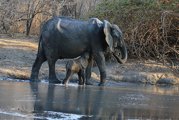 Mana Pools NP