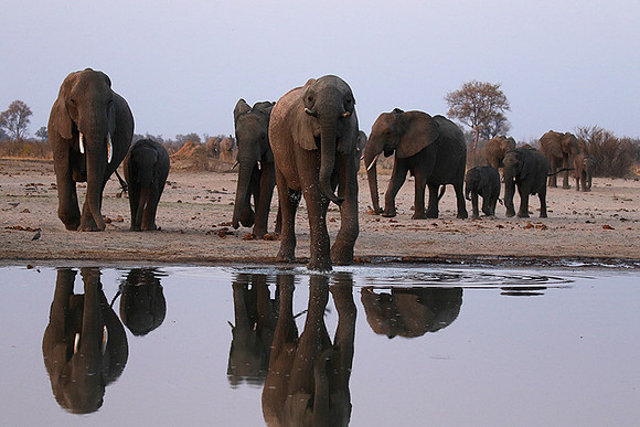 Hwange NP
