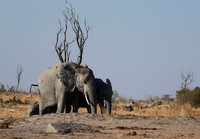 Hwange NP