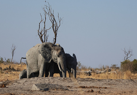 Hwange NP