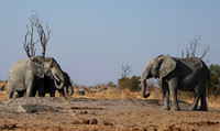 Hwange NP