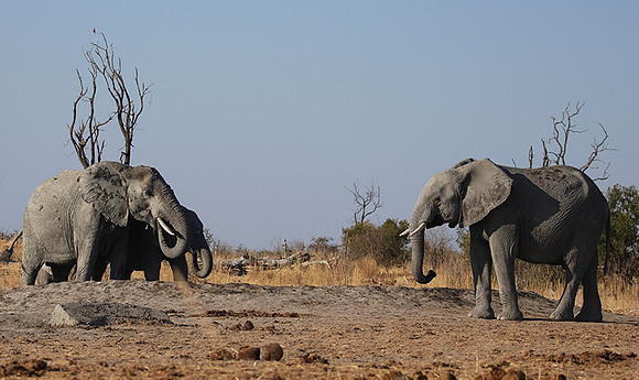 Hwange NP