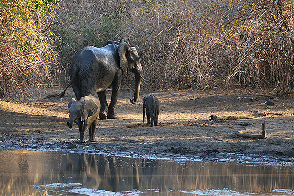 Mana Pools NP