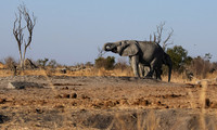 Hwange NP