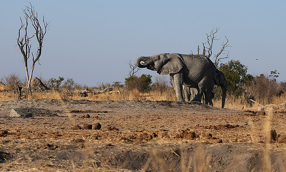 Hwange NP