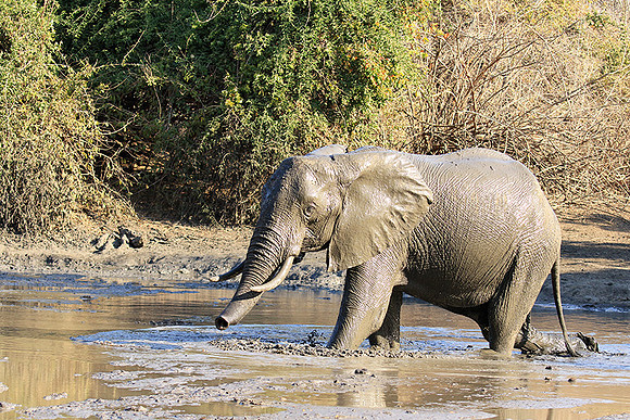 Mana Pools NP