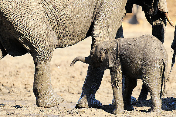 Mana Pools NP
