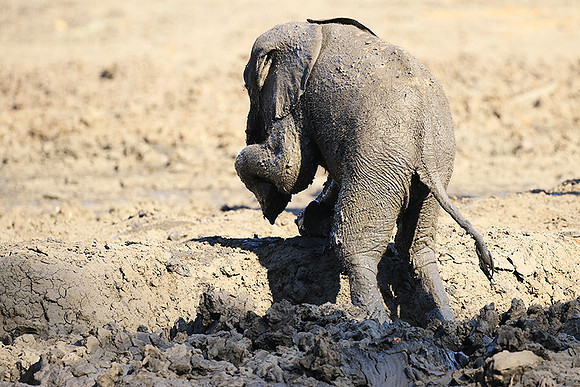 Mana Pools NP